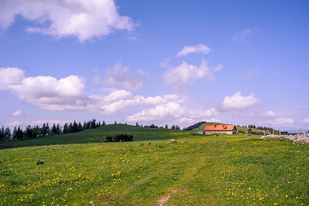 Landskap i en vinregion
