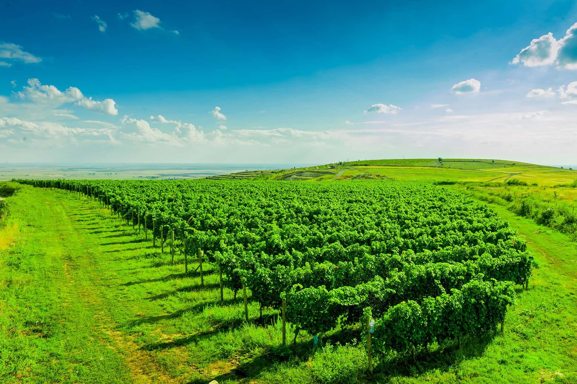 Weinverkostung bei Vitis Metamorfosis