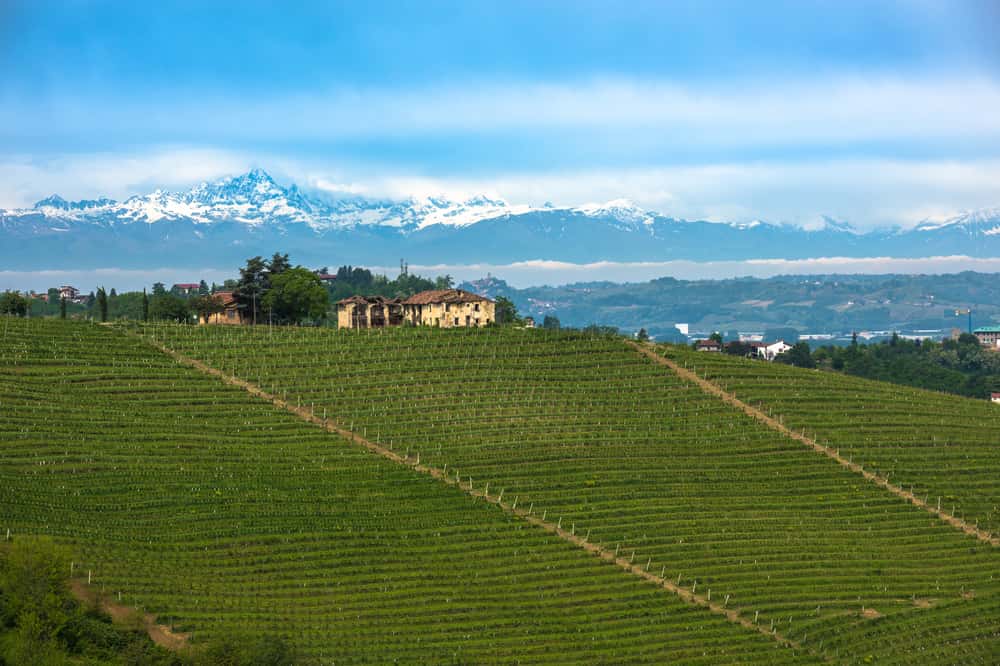 Barolo - The King of Wines