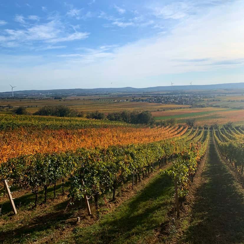 Weingut Walter Glatzer