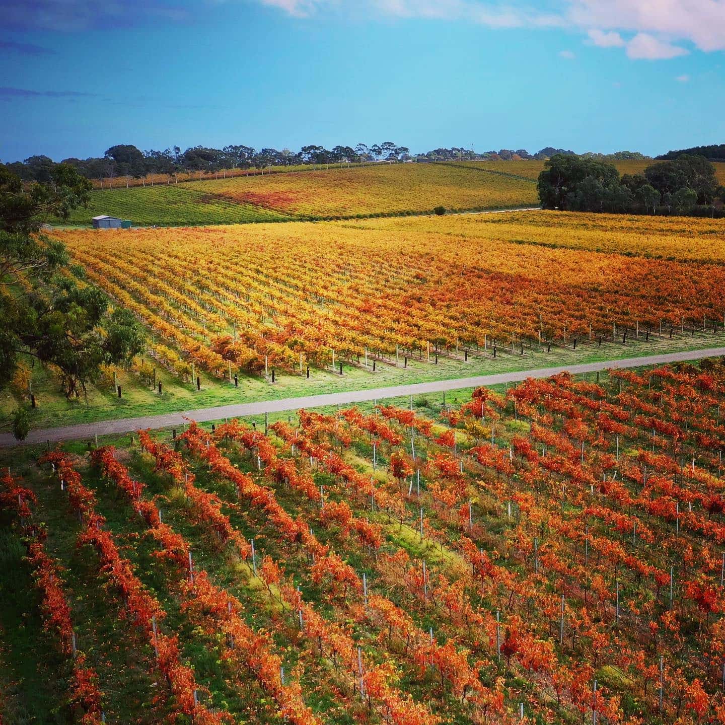 Pacchetto aziendale presso i vigneti Wirra Wirra