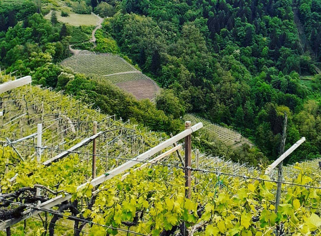 Vinprovning på Zanotelli Winery
