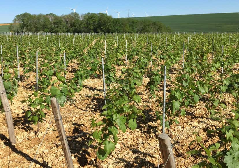 Domaine Boussard