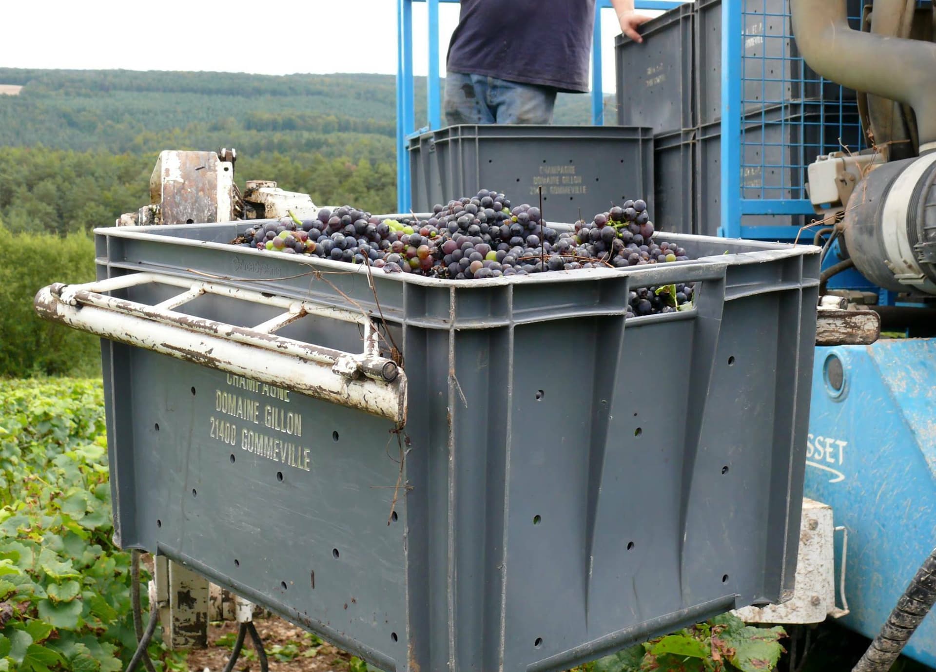 Domaine Gillon Frères photo 3