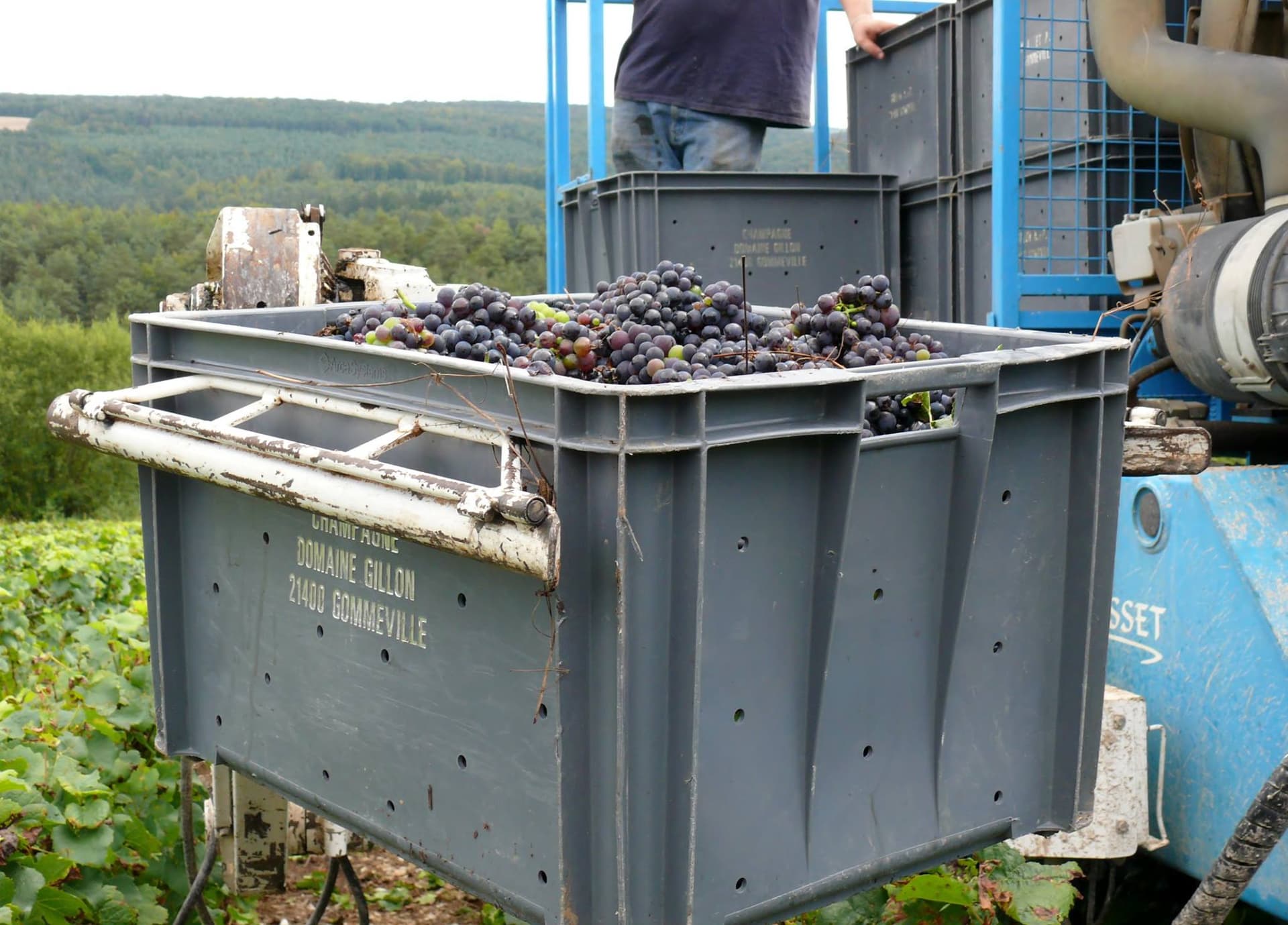 Dégustation de vins et visite au Domaine Gillon Frères