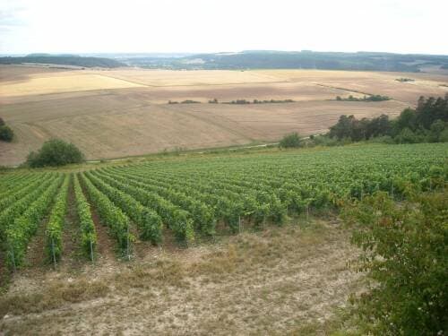 Domaine Gillon Frères photo 4