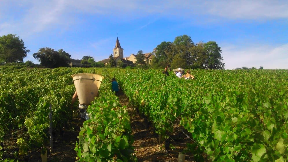Gaec Venot Winery
