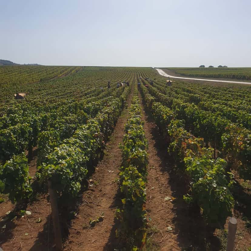 Jeannot Winery