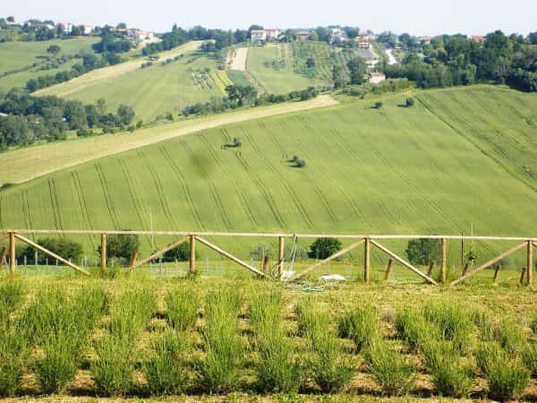 Weinprobe mit Abendessen im Tenuta San Marcello