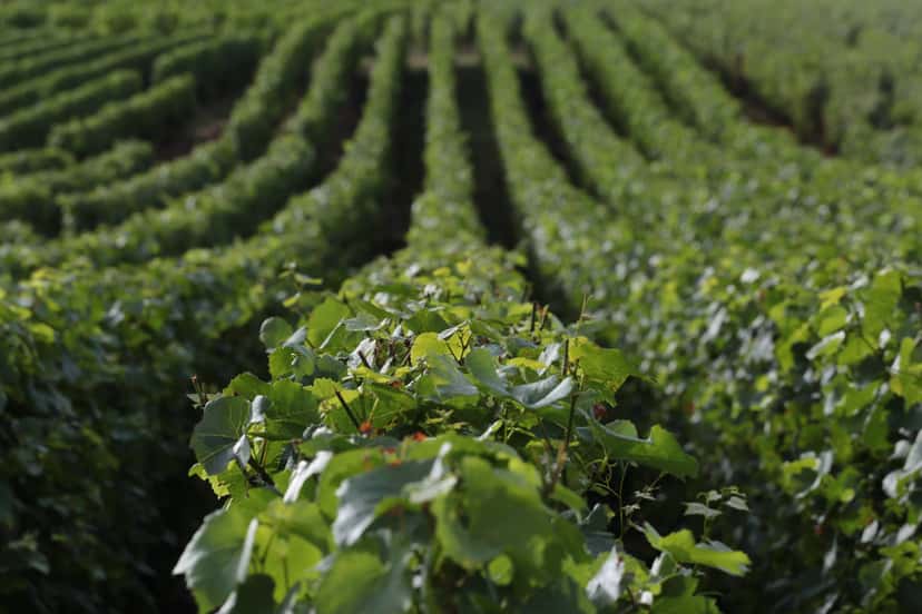 Browse all wineries in Champagne Grand Cru