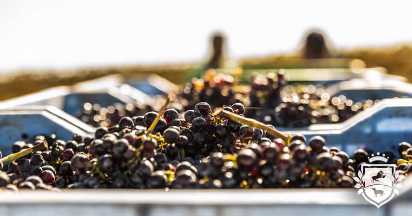 Sicily Harvest: Barone Sergio Wine Tour & Tasting