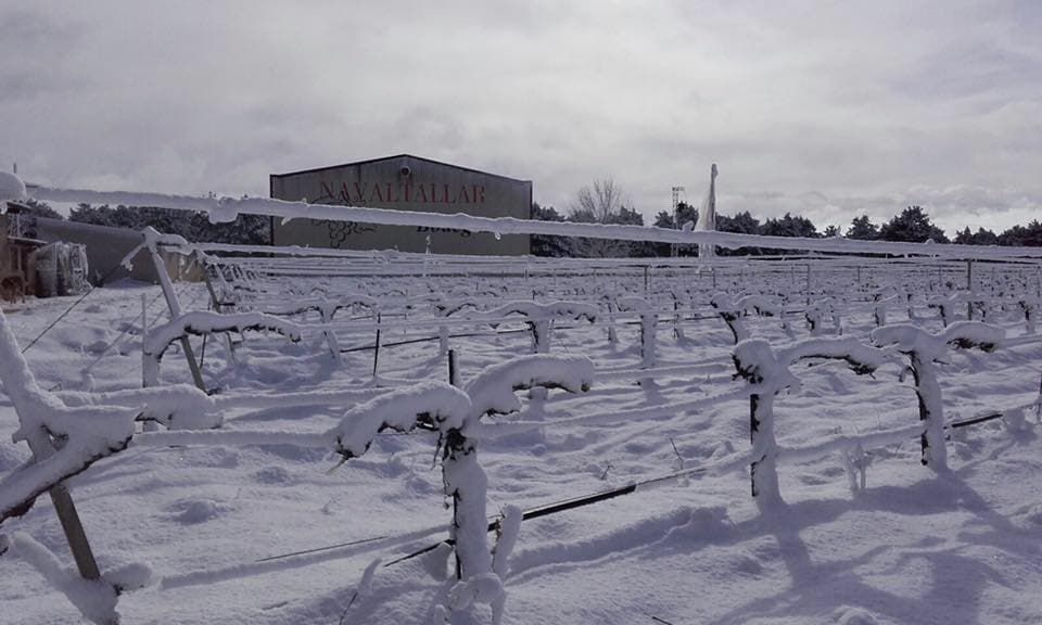 Bodegas Navaltallar foto 5