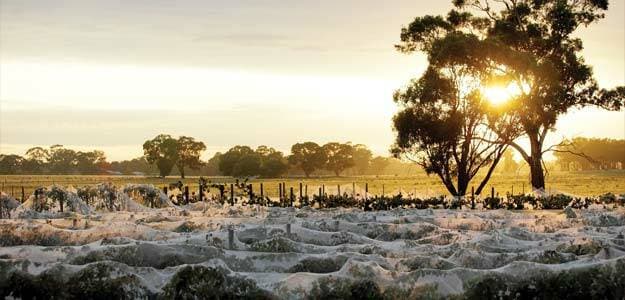 Burnt Acre Vineyard Foto 2