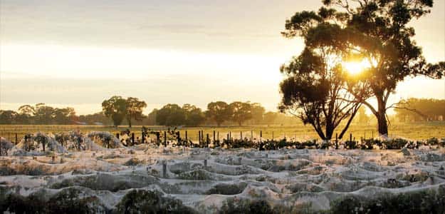 Burnt Acre Vineyard