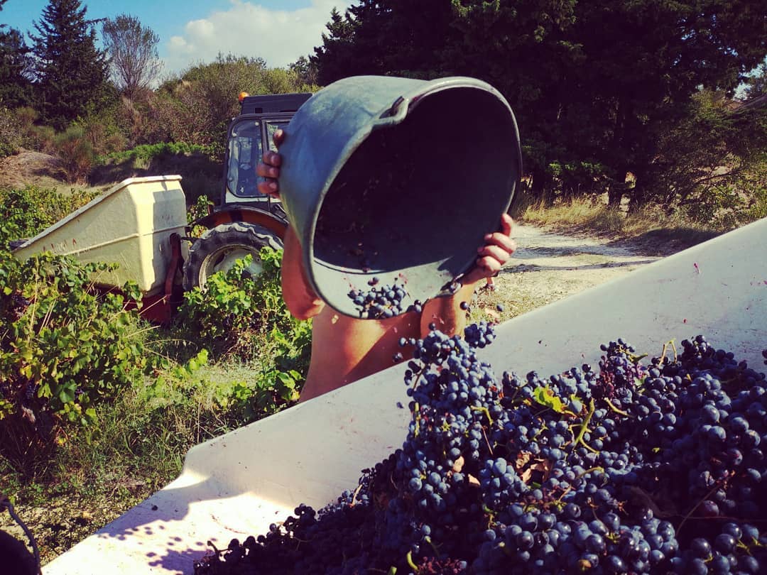 Degustação de vinhos e tour no Domaine Saint Laurent