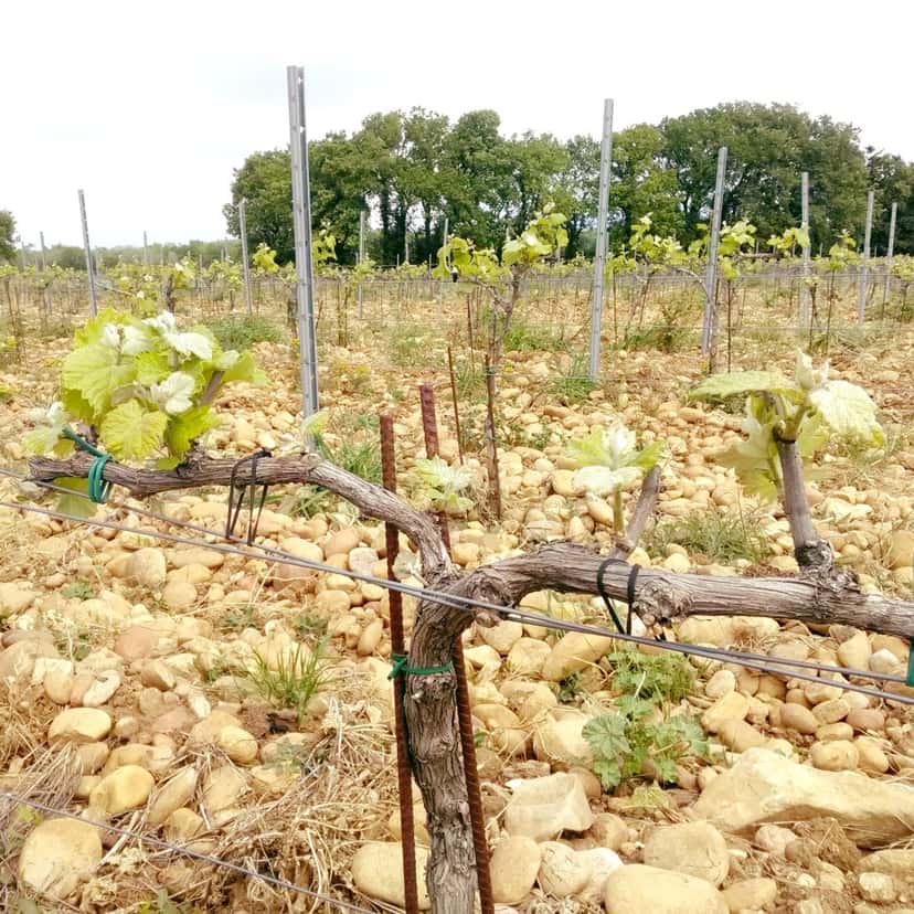 Degustação de vinhos no Domaine Saint Laurent