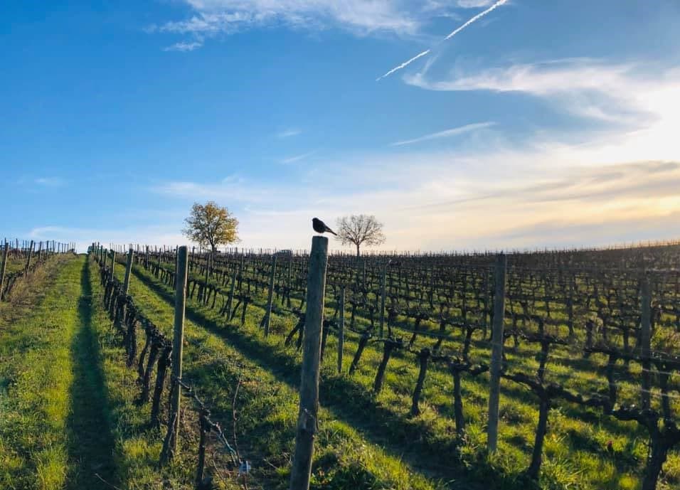 fattoria-santa-vittoria-vineyards