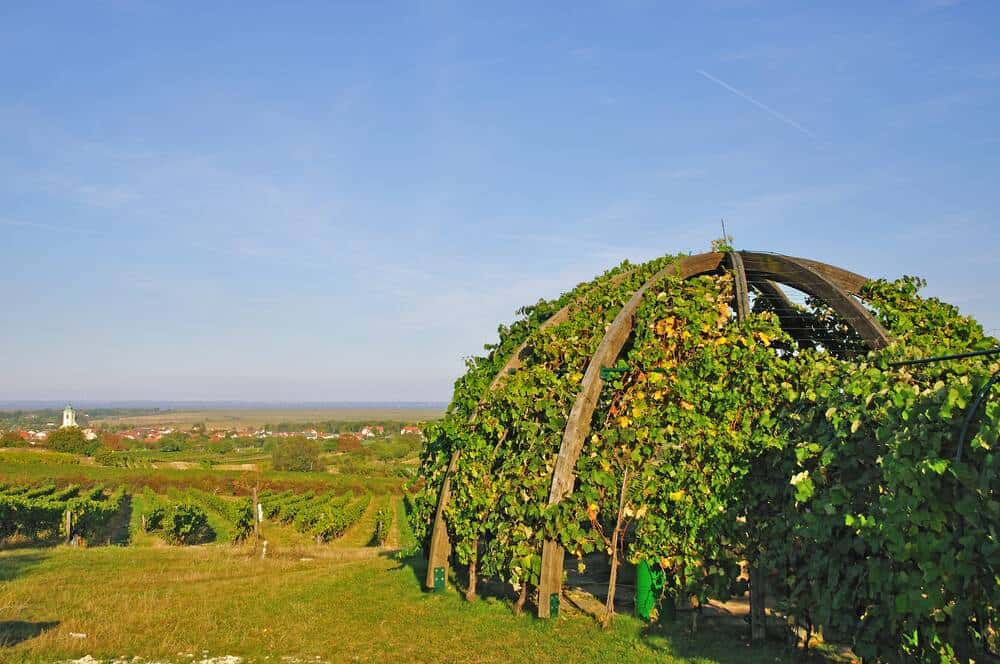Wine region landscape