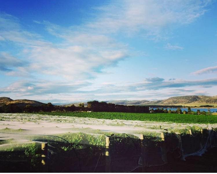 Tasmanian Wine & Vineyard Discovery at Riversdale