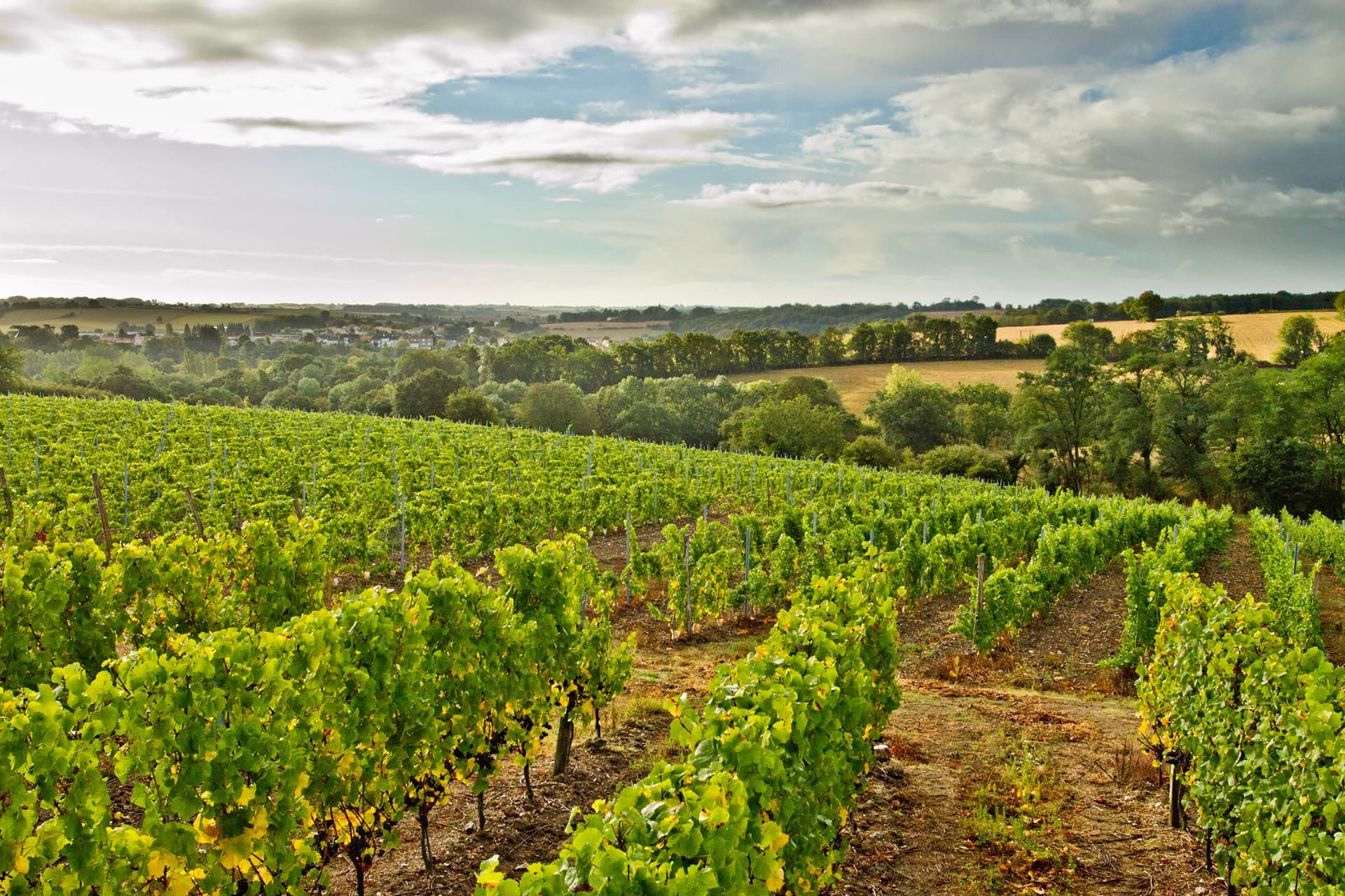 Vignoble Réthoré Davy