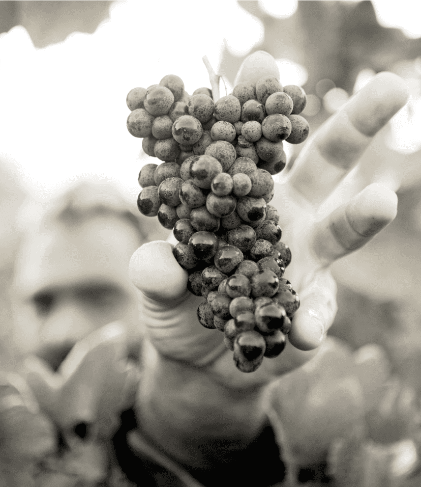 Wine Tasting Experience at Champagne Collery