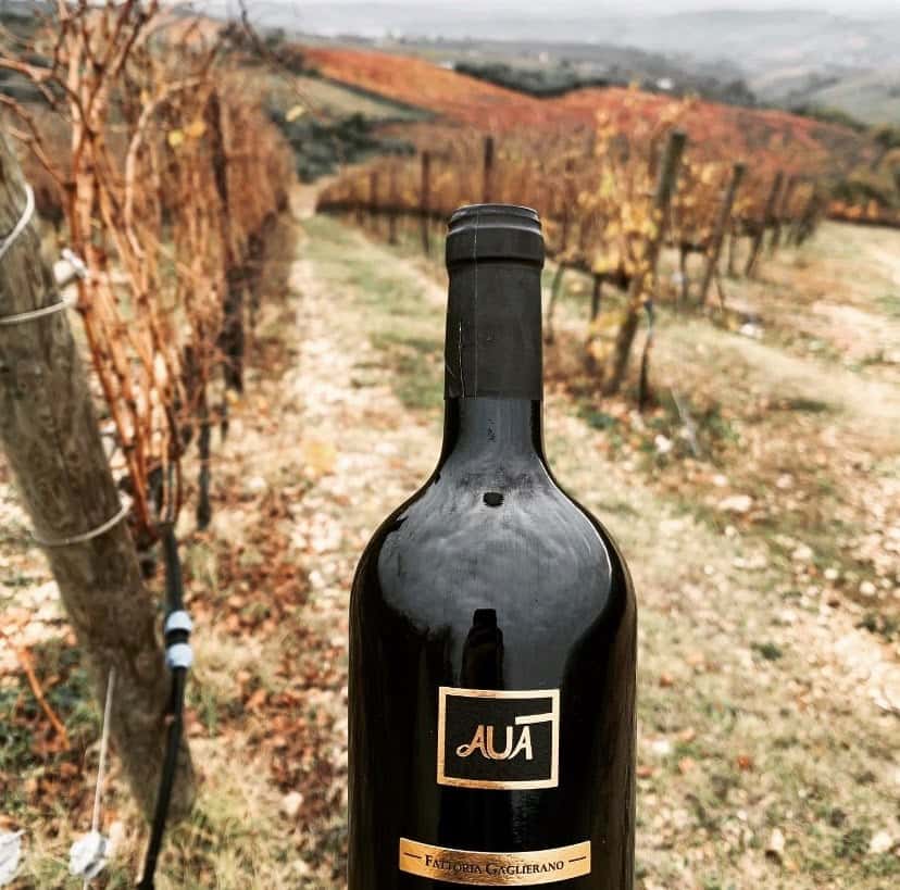 Degustação de vinhos e tour na Fattoria Gaglierano