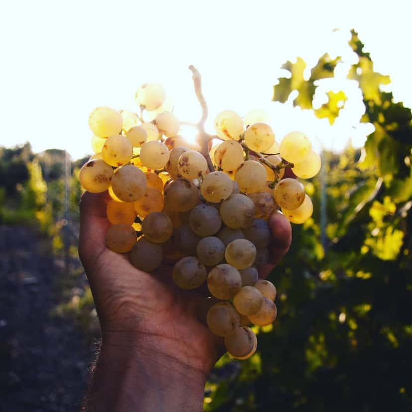 Populär vinprovning och rundtur i Pilastri