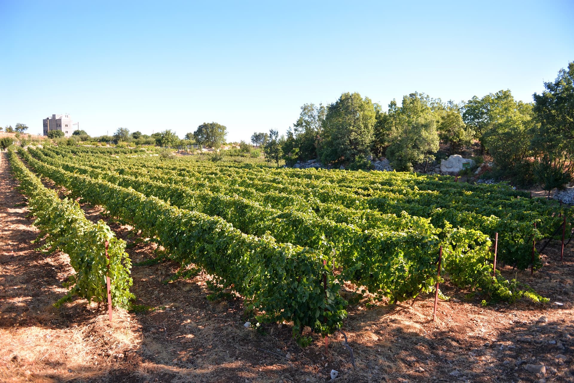 Karam Wines photo 1