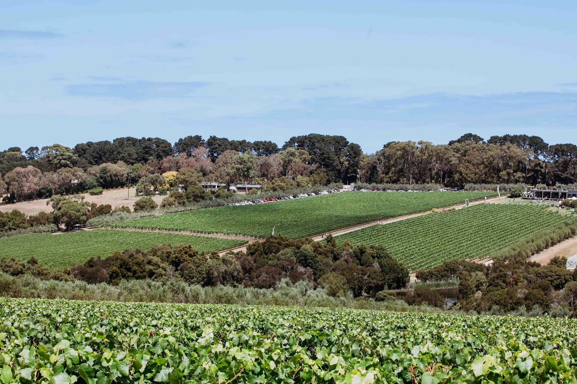 Montalto Winery Foto 4