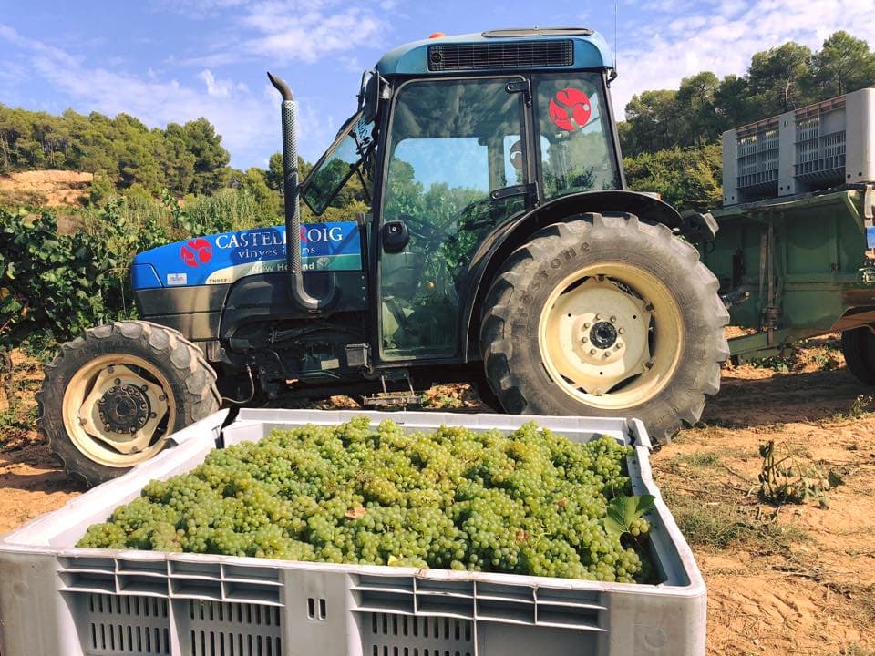Visita base e degustazione di vini presso Sabaté I Coca