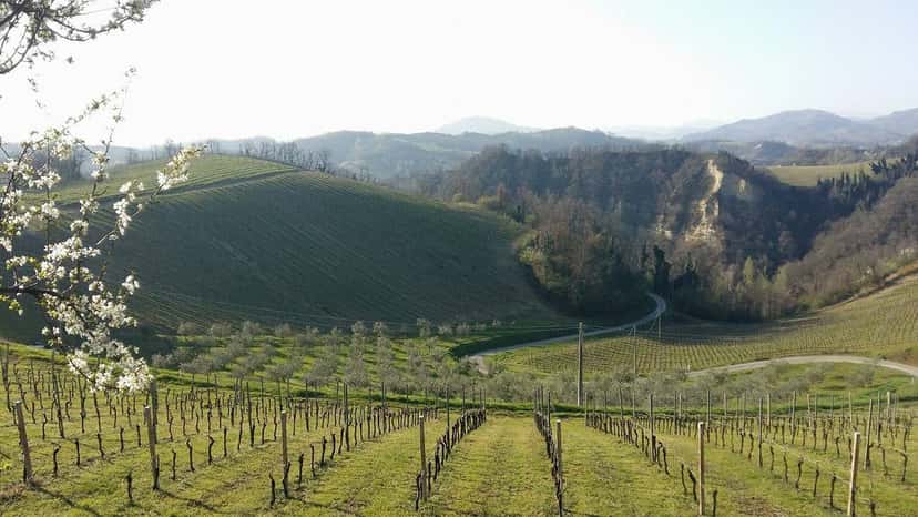 Società Agricola Podere Riosto