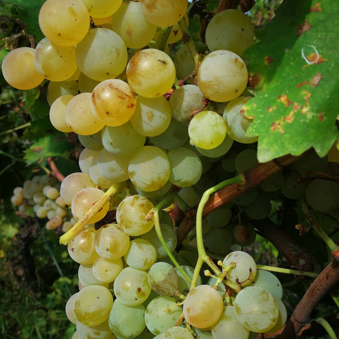 Tenuta Gatti photo 4