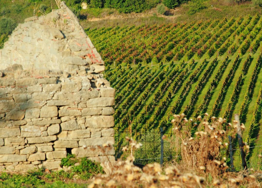 Tenuta Gatti photo 5