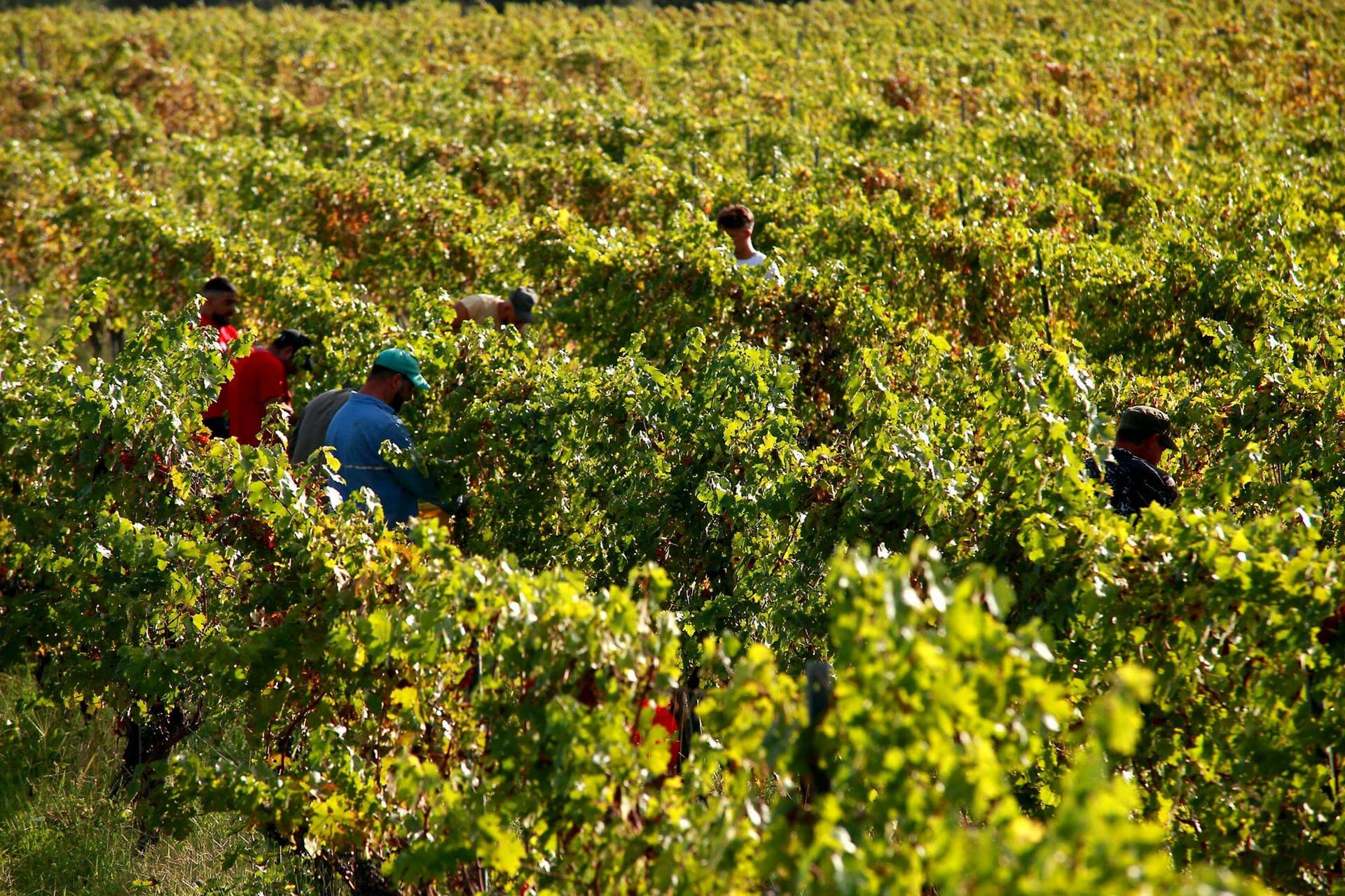 Tenuta Gatti photo 3