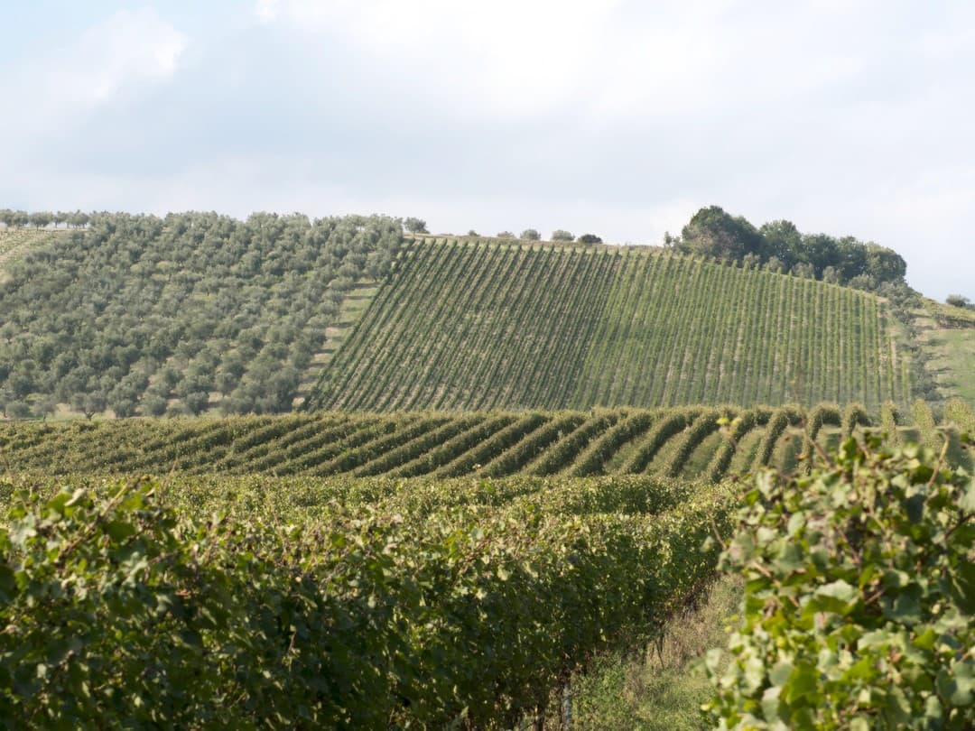 Tenuta Talamonti foto 1