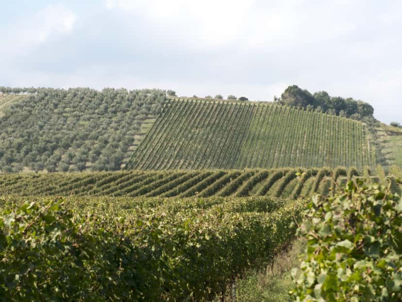 Tenuta Talamonti