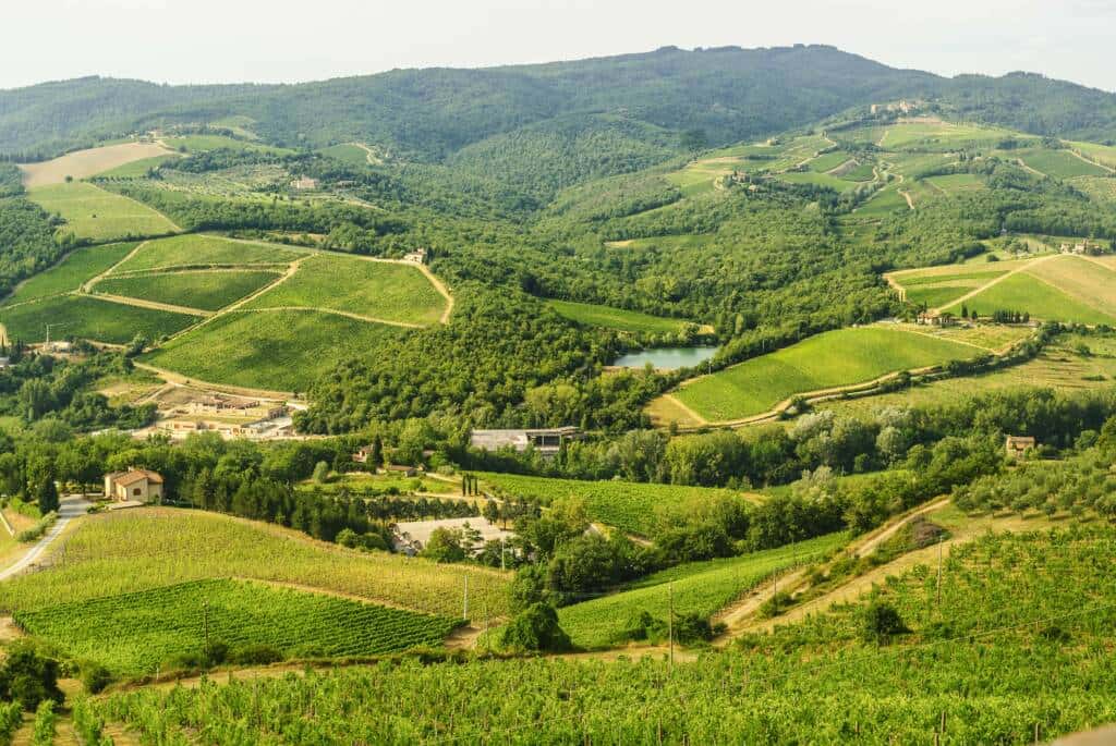 Wine region landscape