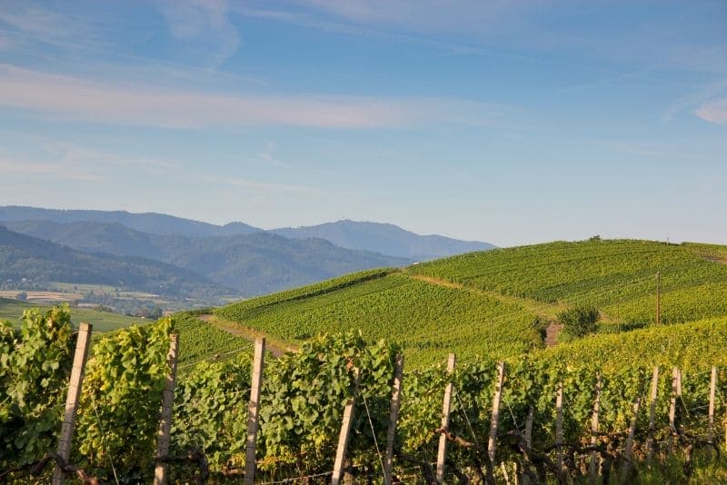 Winzergenossenschaft Wolfenweiler - vineyards