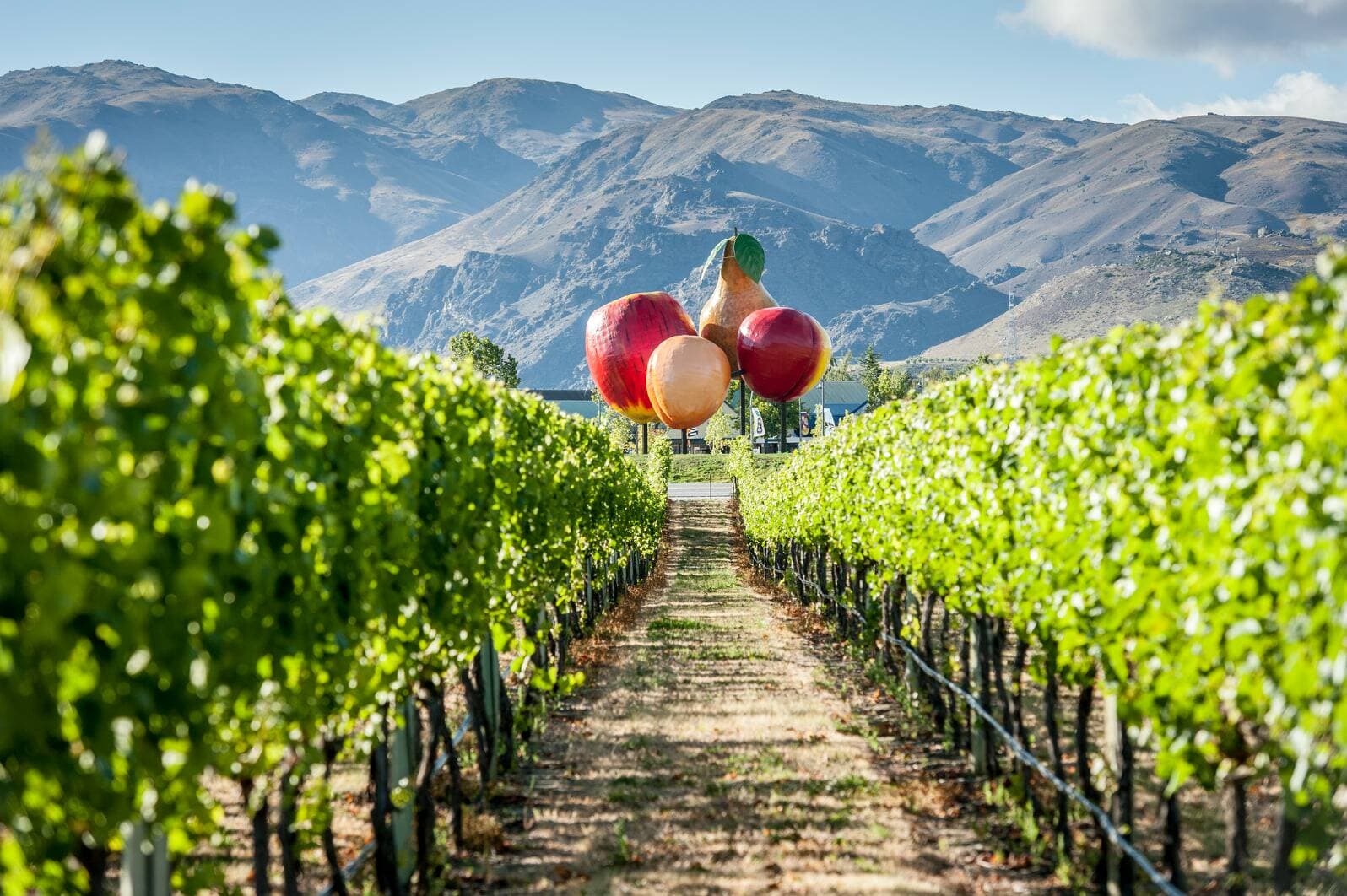Wooing Tree Vineyard foto 5