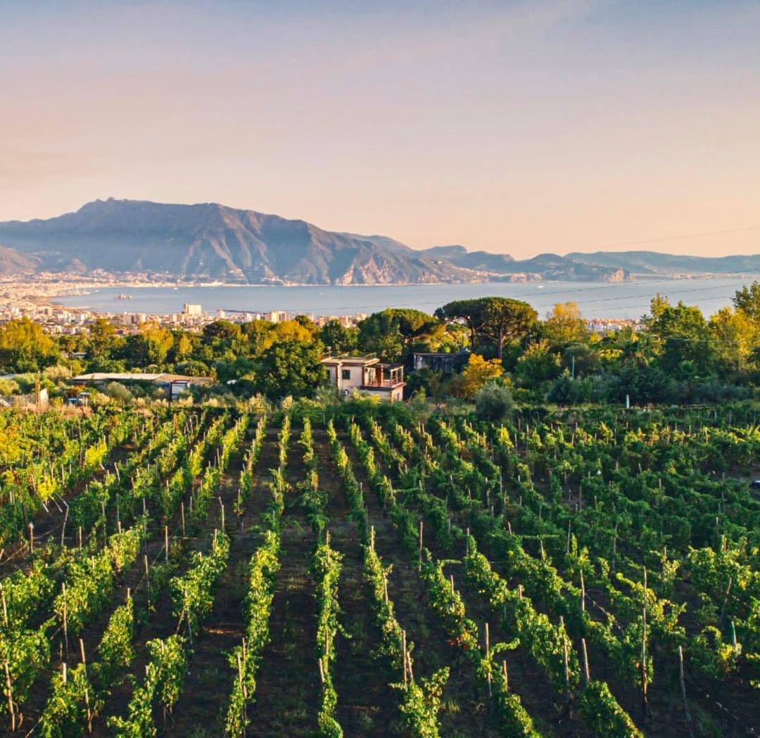 Casa Setaro - vineyards