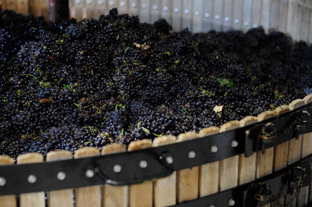 Experience the Flavors of Laurent Lequart Champagnes