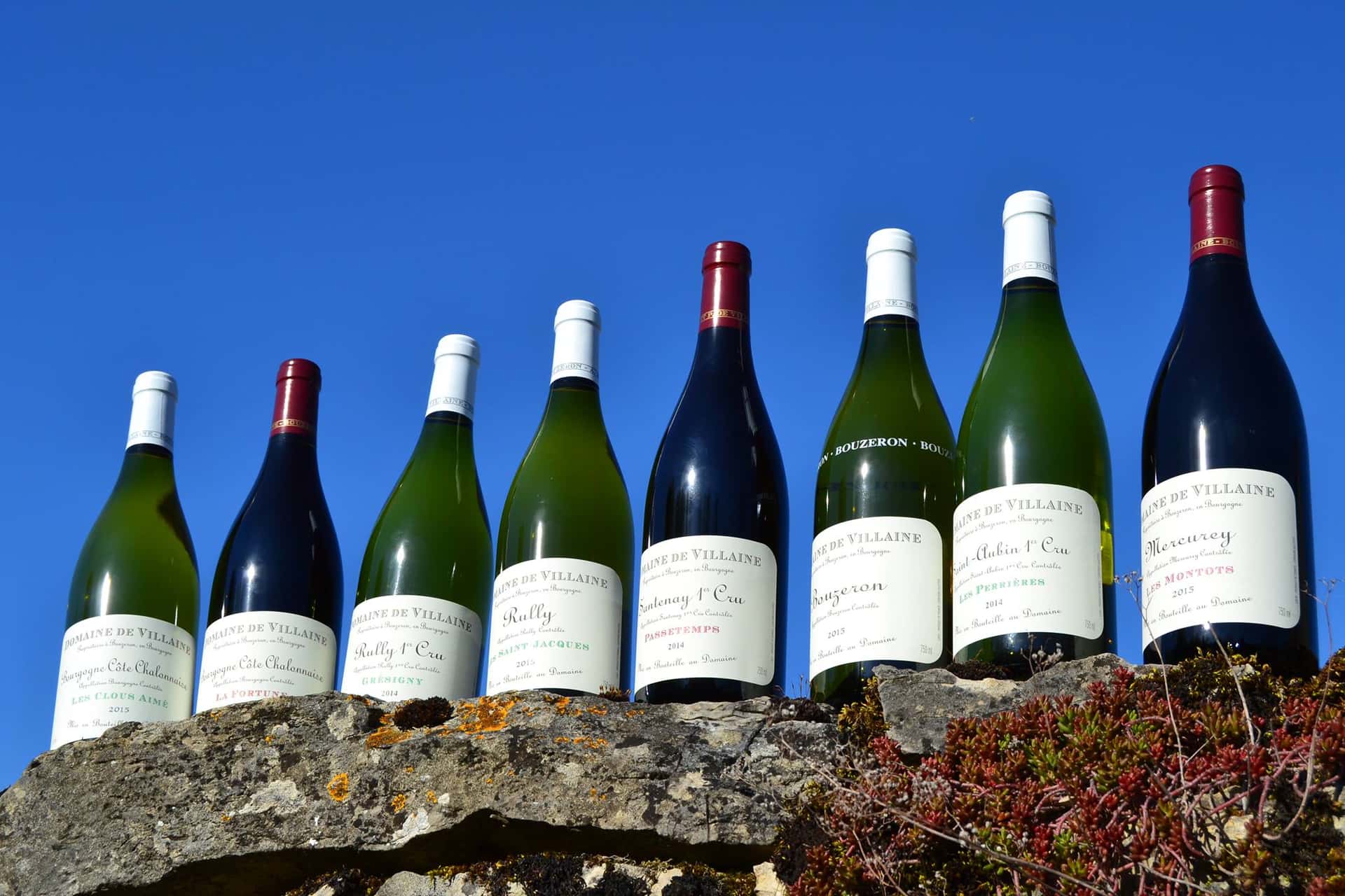 Wine Tasting and Tours at Domaine De Villaine
