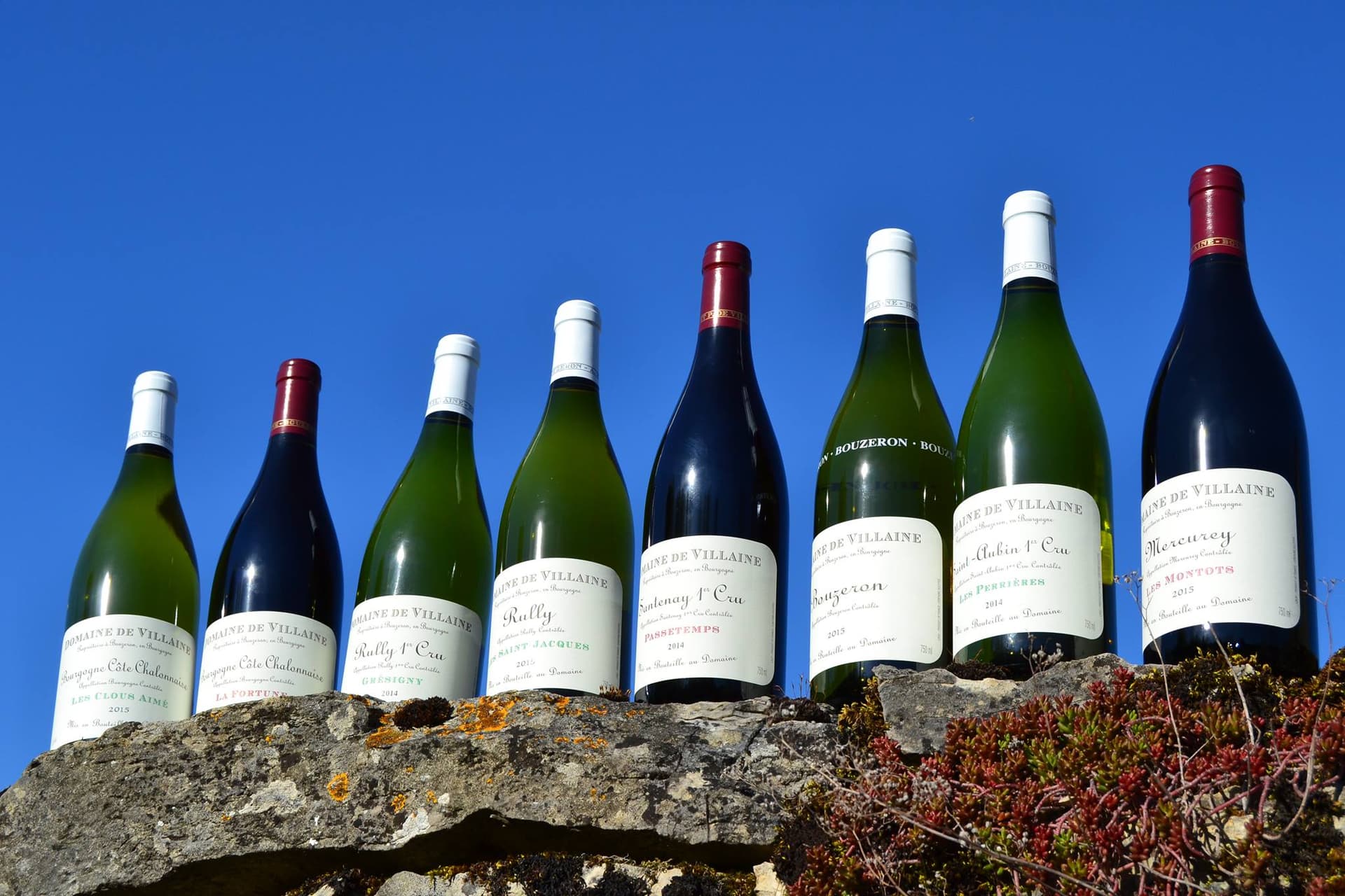 Wine Tasting and Tours at Domaine De Villaine