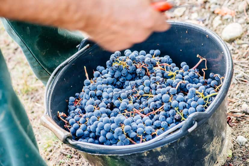 Cata de vinos y visita guiada en Domaine Girard