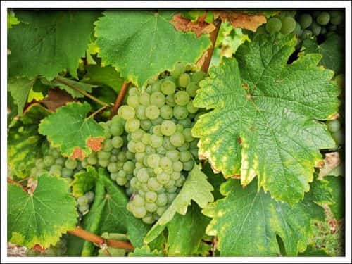 Experiências de vinho no Earl Domaine Nicolas Brunet