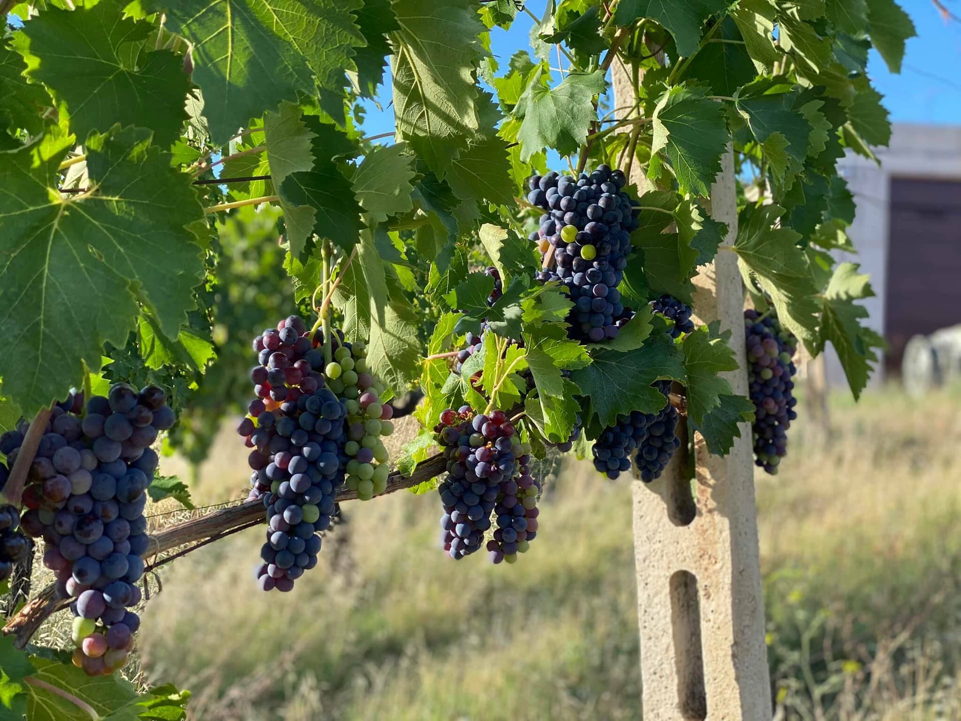 Fattoria Nannì foto 3