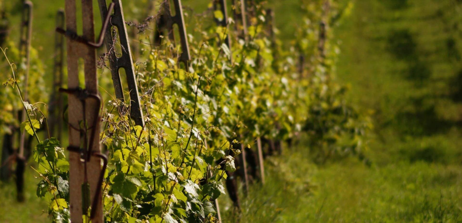 Fattoria Nannì foto 5
