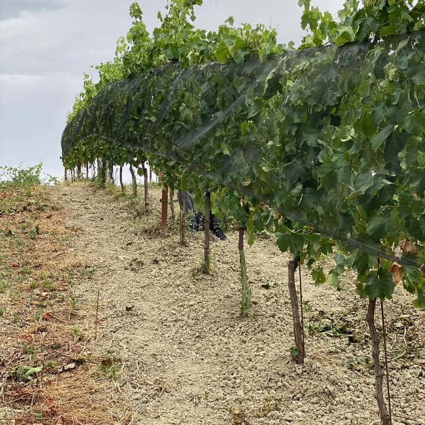 Degustação de vinhos e tour na Fattoria Nannì
