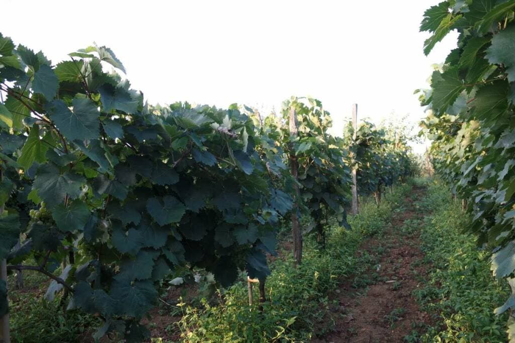 Vignobles du domaine viticole de Baia, Ochba, région viticole d'Iméréthie