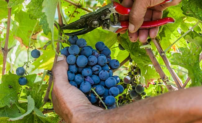 Weinprobe und Tour in Kallmeti